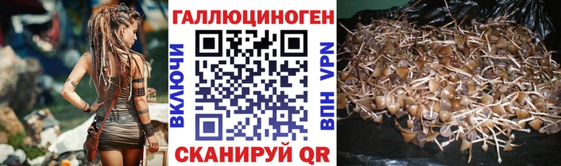 Псилоцибиновые грибы Psilocybine cubensis  это клад  Дальнереченск  omg как зайти 